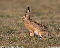 Lepus europaeus