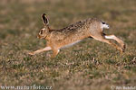 Lepus europaeus