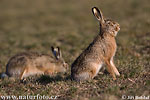 Lepus europaeus