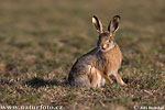 Lepus europaeus