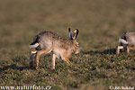 Lepus europaeus