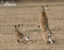 Lepus europaeus