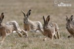 Lepus europaeus