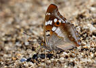 Lesser Purple Emperor