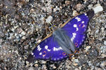 Lesser Purple Emperor