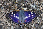 Lesser Purple Emperor