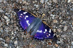 Lesser Purple Emperor