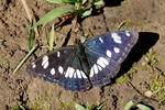 Limenitis reducta