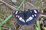 Limenitis reducta