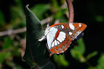 Limenitis reducta