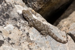 Mauergecko