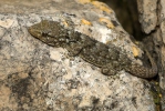 Mauergecko