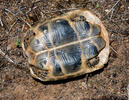 Maurische Landschildkröte