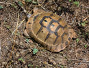 Maurische Landschildkröte