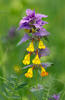 Melampyrum memorosum