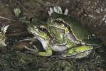 Mittelöstlicher Laubfrosch