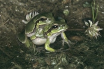 Mittelöstlicher Laubfrosch