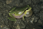 Mittelöstlicher Laubfrosch