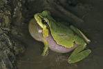 Mittelöstlicher Laubfrosch