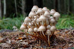 Mycena inclinata