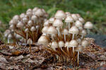 Mycena inclinata