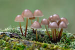 Mycena inclinata