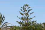 Norfolk Island Pine