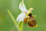 Ophrys holoserica subsp. holubyana