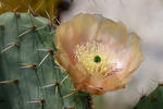 Opuntia sp.