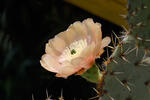 Opuntia sp.