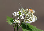 Orange Tip