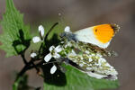 Orange Tip