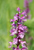 Orchis mascula subsp. speciosa