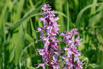 Orchis mascula subsp. speciosa