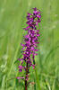 Orchis mascula subsp. speciosa