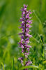 Orchis mascula subsp. speciosa