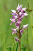 Orchis militaris