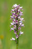 Orchis militaris