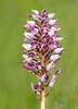 Orchis militaris