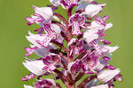 Orchis militaris