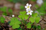 Oxalis acetosella