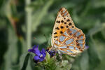 Queen of Spain Fritillary