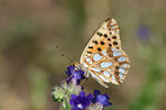 Queen of Spain Fritillary