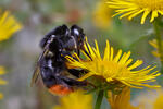 Red-tailed Bumblebee