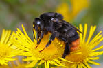 Red-tailed Bumblebee