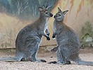 Rotnackenwallaby