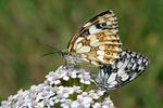 Schachbrett Schmetterling