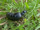 Schwarzblauer Ölkäfer