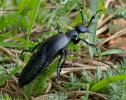 Schwarzblauer Ölkäfer