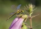 Schwarze Heidelibelle